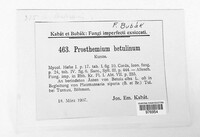 Prosthemium betulinum image